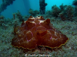Pleurobranchus testudinarius
Violet Illumination by Cumhur Gedikoglu 